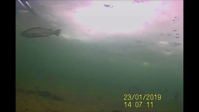 Подводные съемки в Савельево-2 основной смотреть онлайн