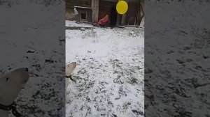 Бультерьер