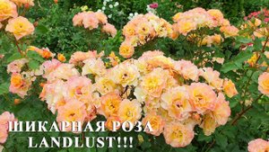 Обзор кустовой розы Landlust в нашем саду