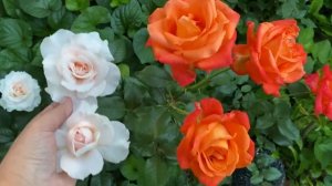 Розы Гордость и Предубеждение и Фольклор????♀️?