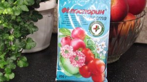 СЕКРЕТЫ ФИТОСПОРИНА . ОСОБЕННОСТИ ПРИМЕНЕНИЯ