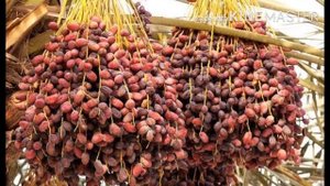 ЭМИЗИКЛИ АЕЛЛАРДА  ИЧ КОТИШИ ДАВОЛАШ  / ЭМИЗИКЛИ АЕЛЛАР ОЗИШ ХАКИДА