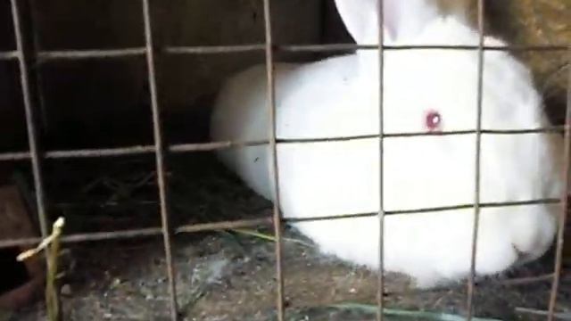 Крольчата породы новозеландская белая смотреть онлайн