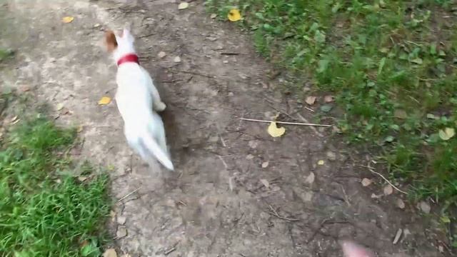 Девочка Дейзи на Прогулке | Джек Рассел Терьер смотреть онлайн