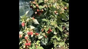 Как я выращиваю малину Нижегородец в Краснодарском Крае