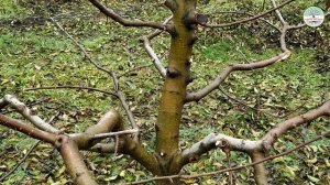 Часть 2. Веретено с скелетными ветками на подвое ММ106. Врубка окна. Обрезка яблони веретеном.