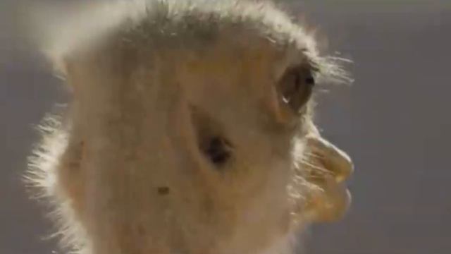 Почему страусы прячут голову в песок смотреть онлайн