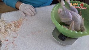 Индюшонок не встает, принимаем меры