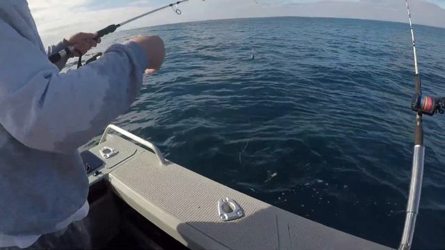 Hook Line and Sinclair Ep3 Port Fairy Victoria offshore gummy shark fishing смотреть онлайн