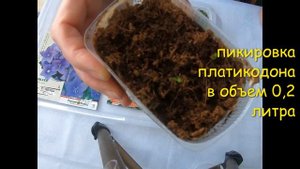 Шикарный многолетник-платикодон. Посев и пикировка. #платикодон