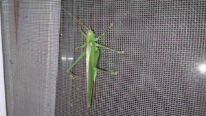 Саранча или гигантский кузнечик/Насекомые