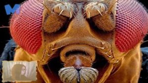 Почему мухи садятся на людей.