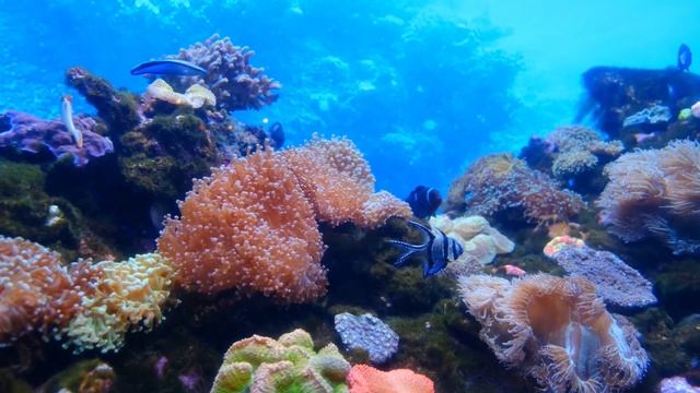 3 часа релакс сон отдых море рыбки пляж смотреть онлайн