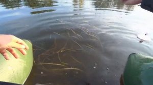 БОЕВЫЕ ЩУКИ!!! Бутылки на карпа! Щука в октябре! Щука на кружки. Рыбалка в Подмосковье 2020.