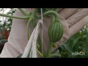 Обзор теплицы с огурцами, арбузами, перцами и дыней. Челябинская область 2021.mp4
