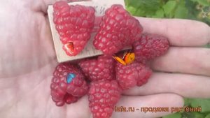 Малина ремонтантная Бриллиантовая (brilliantovaia) ? обзор: как сажать, саженцы малины Бриллиантова