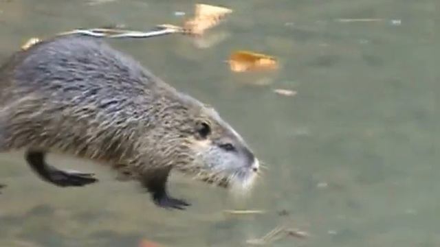 Кордон "Грушевая поляна". Cordon