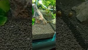 Куб аквариум.Гуппи,водорослоед и  растения.