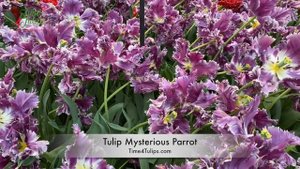 Tulip Mysterious Parrot | Time4Tulips.com
