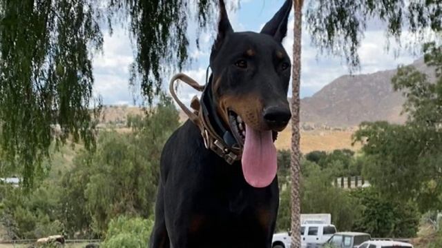 DOBERMAN PINSCHER - The Wolverine of the dog world смотреть онлайн
