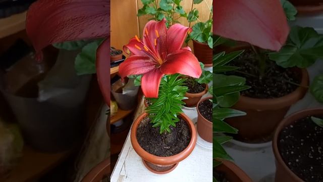 Лилия цветущая в квартире смотреть онлайн