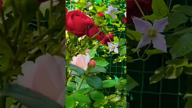 Флорентина зацветает🌺✨🌺✨🌺8 июня 23г.