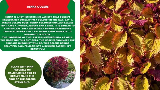 COLEUS VARIETIES - Plants Weekly