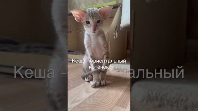 Ориентальный котёнок Кеша. Питомник в Москве #кот #ориенталы #ориентальныйкот #орики #котики #котэ