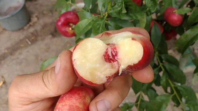 Інжирний нектарин Концеттіна. Солодкий, білом'ясий сорт. відгук від Максі Сад смотреть онлайн