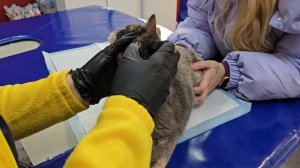 Как победить блошиный дерматит? | Лесси