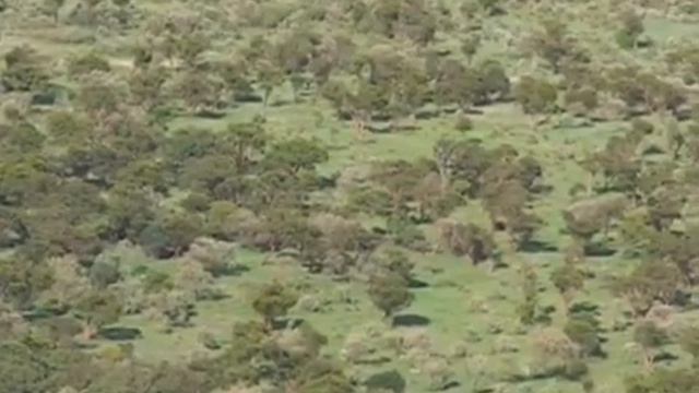 КЕНИЯ. Жирафы и бегемоты. KENYA смотреть онлайн