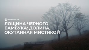 Лощина черного бамбука: долина, окутанная мистикой