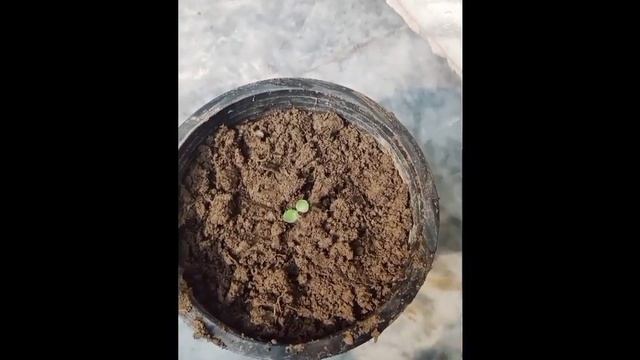 How To Grow Falsa or Grewia Asiatica From Seed | Health Benefits of Falsa or Grewia Asiatica |Fruit смотреть онлайн