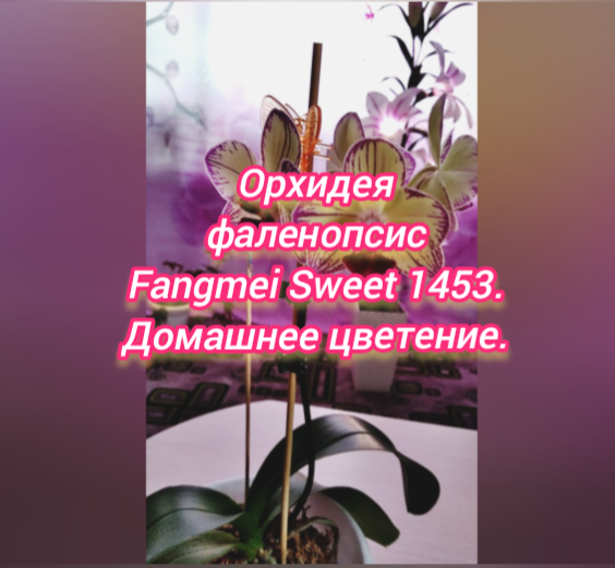Орхидея фаленопсис Fangmei Sweet 1453. Домашнее цветение.