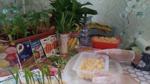 РАССАДА КУКУРУЗЫ В ОПИЛКАХ.