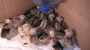 ЦЫПЛЯТА содержание и кормление в первые дни  // часть 2