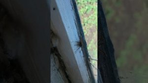 Паук домовой