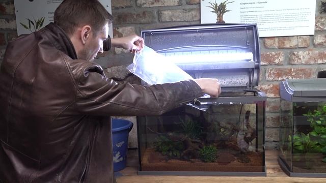 Новые жители Родостомусы и креветки Амано смотреть онлайн