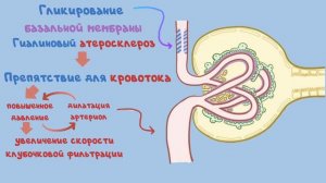 Диабетическая нефропатия, патофизиология, симптомы, лечение