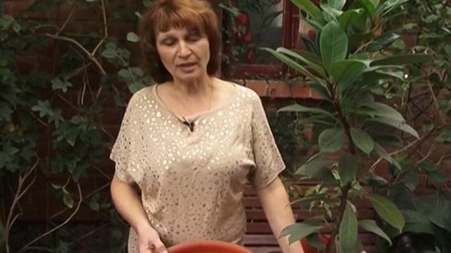 Перевалка фикуса