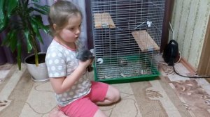 Шиншилла 4 месяца