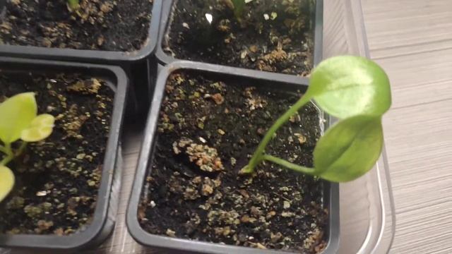 Хоста Lakeside banana bay как выглядят сеянцы в возрасте 6 месяцев смотреть онлайн