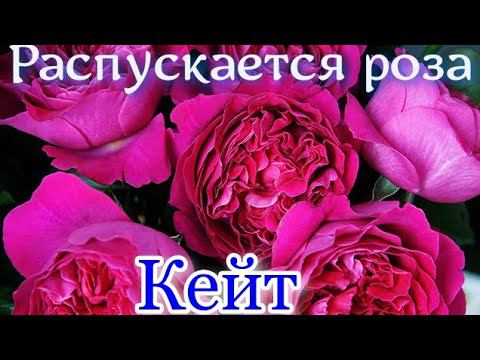 Как распускается роза  Кейт..  Kate (Austin 2012)