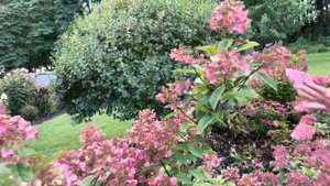 Little Quick Fire Hydrangea and Standard Quick Fire Hydrangea Proven Winners
