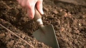 ПОСЕВ МОРКОВИ ВЕСНОЙ