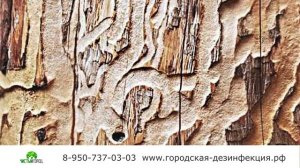 Как уничтожить жуков и короедов