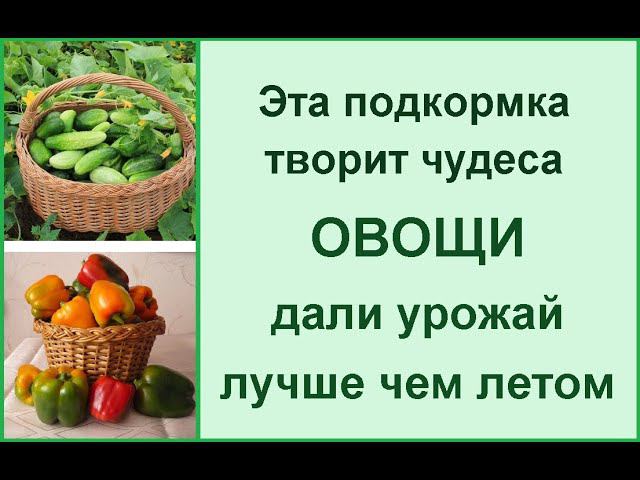 Лучшая подкормка для позднего урожая// подкормка осенью// удобрения в осень