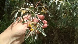 Цветёт ЛОХ Серебристый