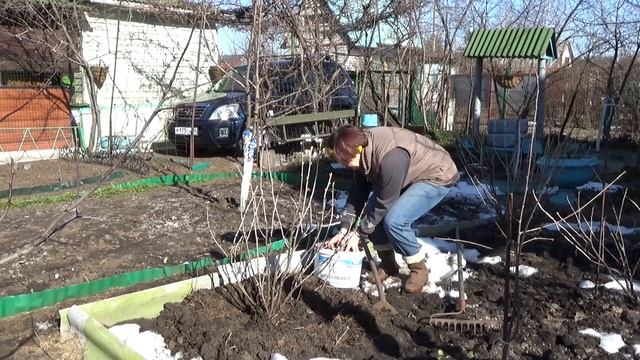 Народный метод увеличения плодоношения смородины смотреть онлайн