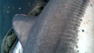 Акула в Советской гавани